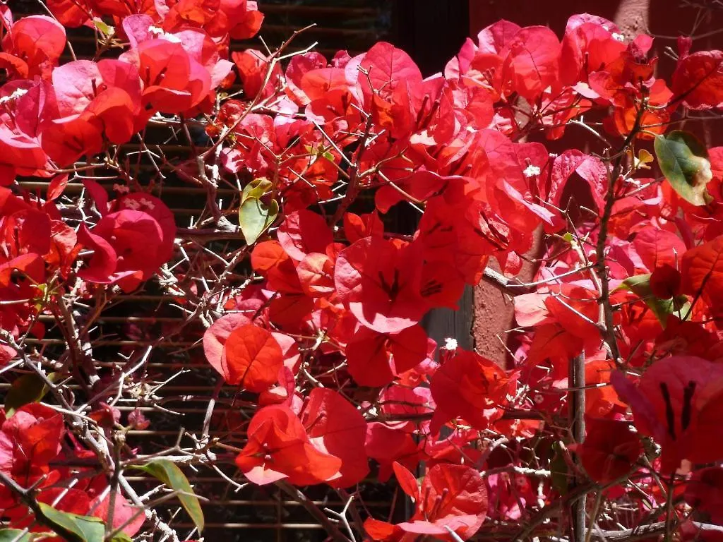 Casa Las Palmeras (Adults Only) Marbella Spain